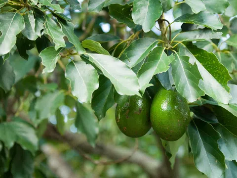 Đắk Nông: Phát triển ngành hàng cây ăn quả, rau chủ lực và thế mạnh của địa phương