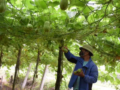 Nghệ An: Bội thu su su, người dân phấn khởi