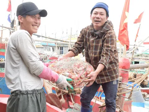 Nghệ An: Trúng đậm ghẹ lửa, ấm lòng ngư dân dịp đầu năm