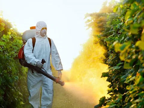 Thuốc trừ sâu chlorpyrifos có thể đóng một vai trò trong bệnh béo phì