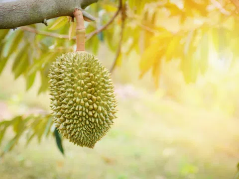 Hiệp hội sầu riêng Đắk Lắk - cầu nối thương mại, kỹ thuật giúp cho sầu riêng Việt Nam vươn ra thị trường lớn