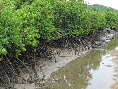 Sẽ thành lập Mạng lưới các khu Ramsar