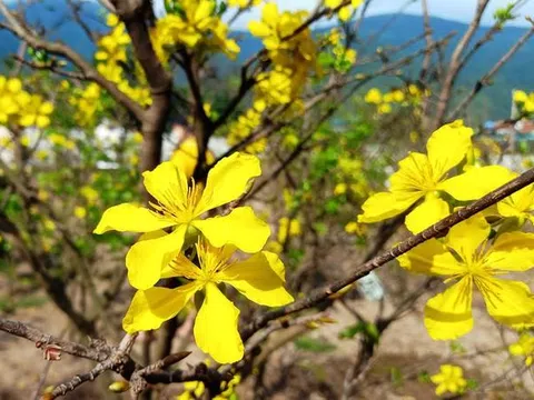 Tạo lập chỉ dẫn địa lý “Kỳ Nam” dùng cho cây mai vàng bản địa của thị xã Kỳ Anh, tỉnh Hà Tĩnh