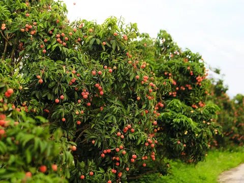 Bắc Giang triển khai đồng bộ, hiệu quả các giải pháp hỗ trợ nhân dân tiêu thụ vải thiều