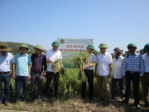 Huyện Hưng Nguyên (Nghệ An): Nâng cao hiệu quả canh tác lúa thân thiện với môi trường