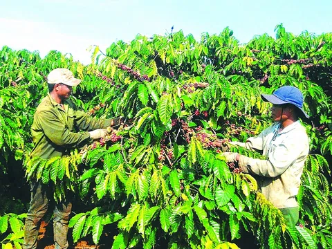 Nhiều sản phẩm nông nghiệp phải có hồ sơ giải trình trước khi nhập khẩu vào EU