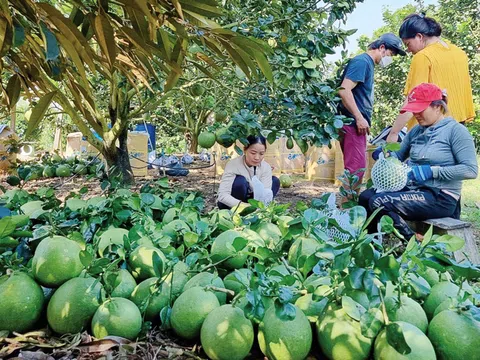 Lâm Đồng: Hội nông dân huyện Đạ Tẻh đặt ra nhiều mục tiêu quan trọng ở nhiệm kỳ mới