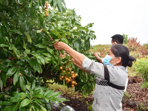 Tây Ninh đẩy mạnh phát triển hệ sinh thái nông nghiệp công nghệ cao