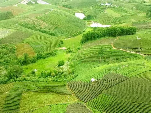 Thái Nguyên: Phát triển du lịch gắn với sản phẩm trà và văn hóa trà