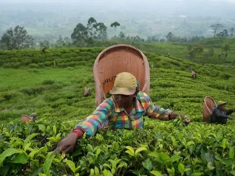 Sri Lanka: Dùng chè để trả khoản nợ dầu mỏ