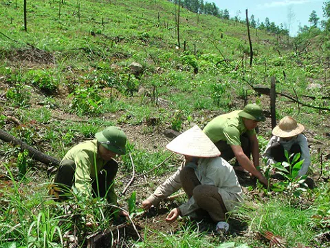 Phân bổ kế hoạch vốn ủy thác trồng rừng thay thế cho các địa phương, đơn vị trên địa bàn tỉnh Thanh Hóa thực hiện năm 2023