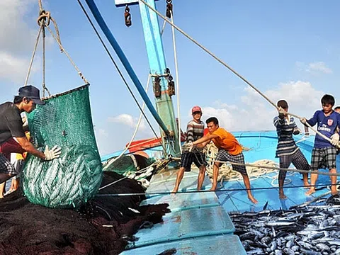 Chuyển đổi một số nghề khai thác hải sản ảnh hưởng đến nguồn lợi và môi trường sinh thái