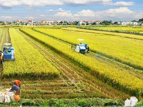 Sản xuất nông nghiệp nhìn chung có kết quả khả quan, ngành lâm nghiệp gặp khó khăn do thời tiết trong tháng 7/2023