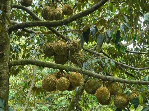 Lâm Đồng: Diện tích trồng sầu riêng đang tăng trưởng “nóng”