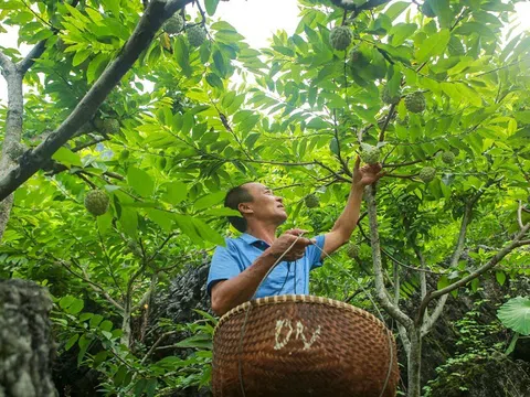 Đảm bảo đầu ra cho na Chi Lăng