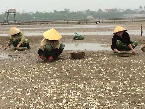 Phối hợp triển khai Dự án “Nhân rộng ứng dụng các sáng kiến và thực hành tốt trong nuôi và phát triển chuỗi giá trị ngao (nghêu) ở Việt Nam”