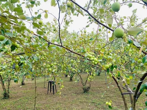 Hiệu quả kinh tế từ mô hình trồng táo ở bãi bồi ven sông La