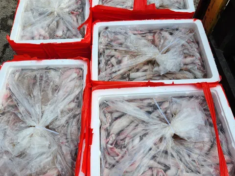 Phát hiện hơn 4.500kg cá khoai dương tính với chất foocmon di chuyển qua địa bàn tỉnh Thanh Hóa