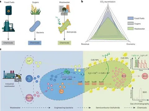 Biến đổi nước thải thành các vật liệu bán dẫn sinh học: một tiến bộ khoa học từ Trung Quốc