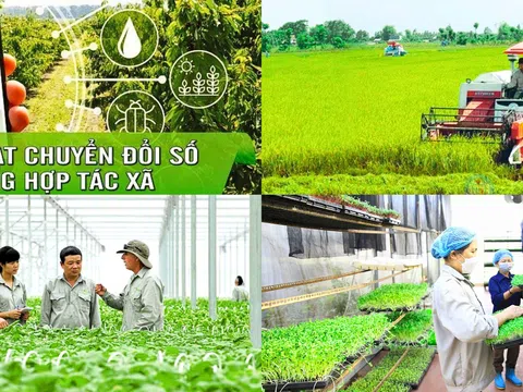 Kinh tế tuần hoàn - hướng đi mới cho phát triển hợp tác xã nông nghiệp ở Việt Nam (Kỳ 1: Hợp tác xã nông nghiệp - “hạt nhân” trong phát triển kinh tế nông thôn)