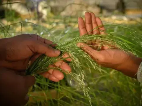 Eragrostis tef - ngũ cốc không chứa gluten có lợi cho sức khỏe