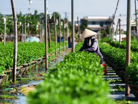 Làng hoa Dương Sơn vào vụ Tết, nông dân lo ngại vật giá tăng cao