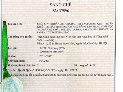 Chế phẩm xử lý ô nhiễm dầu bằng vi khuẩn tạo màng sinh học trên than sinh học có nguồn gốc từ trấu