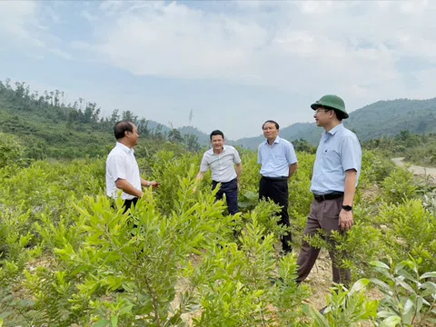 Thừa Thiên Huế chú trọng phát triển rừng trồng bản địa và trồng cây dược liệu