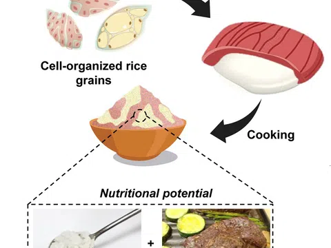 Nuôi cấy tế bào động vật trong hạt gạo tạo ra thực phẩm lai