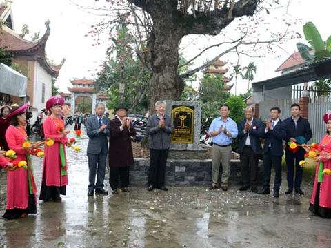 Cây bàng bên ngôi đình cổ làng Xích Thổ được vinh danh Cây Di sản Việt Nam