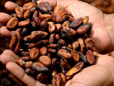 Khan hiếm hạt cacao có ảnh hưởng gì tới nông dân, doanh nghiệp và người tiêu dùng sôcôla