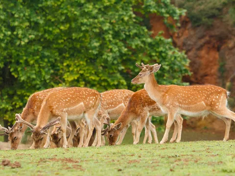 Hãy lên tiếng và hành động vì động vật hoang dã