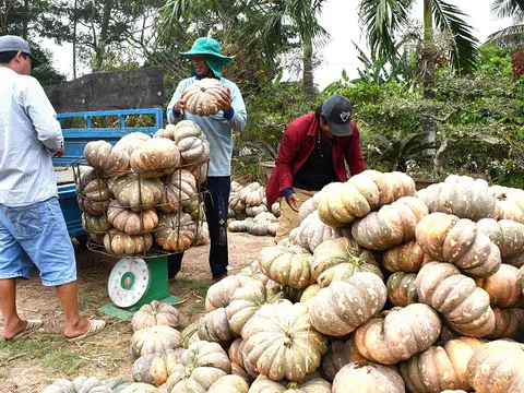 Cà Mau: Nông dân huyện Trần Văn Thời trúng mùa bí rợ