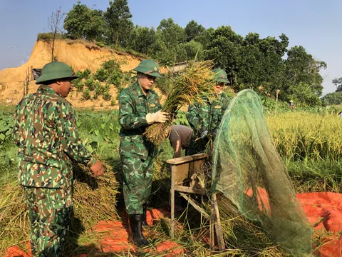 Bộ đội vượt nắng xuống đồng giúp người dân thu hoạch lúa