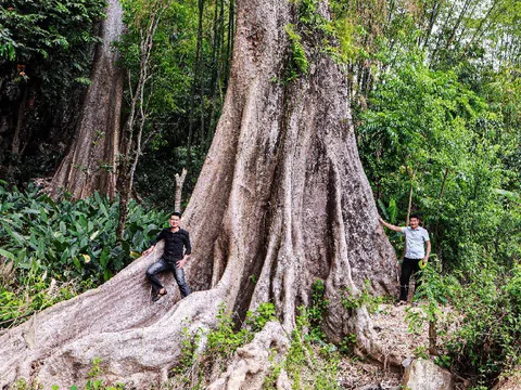 Thêm 5 loài thực vật mới lọt vào danh sách Cây Di sản Việt Nam