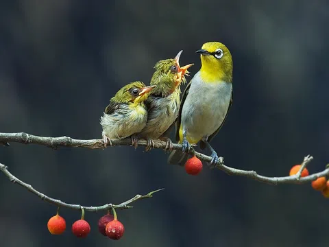 Nhớ mùa chim làm tổ