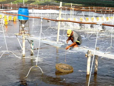 Kiên Giang: Công tác nuôi trồng thủy sản cần sẵn sàng để ứng phó trong mùa mưa bão