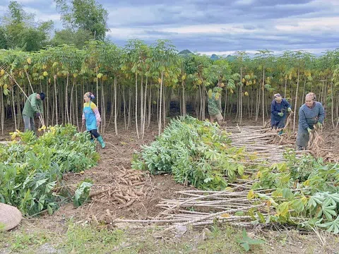 Tiềm năng to lớn của cây sắn Việt Nam, tầm nhìn và định hướng phát triển đến năm 2050