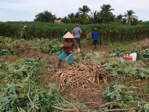 Tây Ninh: Cây sắn đang góp phần đem lại nguồn thu nhập đáng kể cho người dân