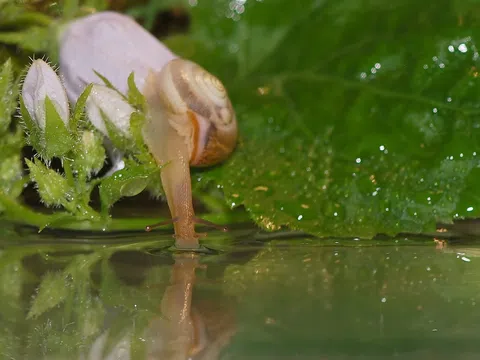 Ô nhiễm kháng sinh làm gián đoạn hệ vi sinh đường ruột và phong tỏa trí nhớ của sên nước