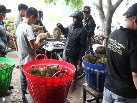 Đắk Lắk: “Thủ phủ” sầu riêng Krông Pắc rộn rã những ngày đầu mùa thu hoạch