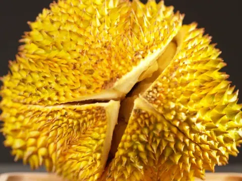 Lô sầu riêng “musang king” đầu tiên của Malaysia sẽ xuất sang Trung Quốc vào tháng 9