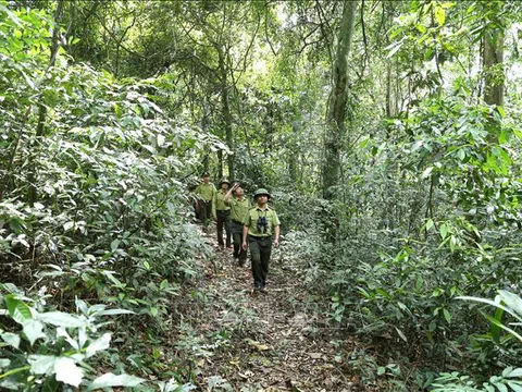 Hà Tĩnh: Mục tiêu mỗi năm trồng mới 8.000 ha rừng