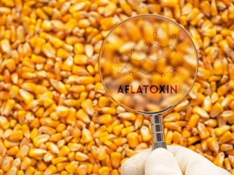 Các nhà nghiên cứu tìm cách kiểm soát aflatoxin trong ngô