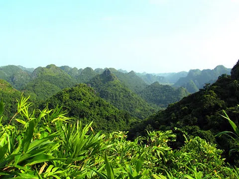 Xây dựng ngành lâm nghiệp trở thành một ngành kinh tế, kỹ thuật