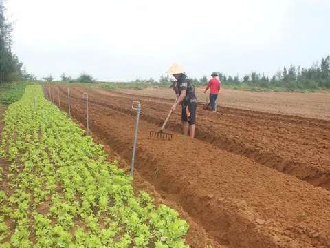 Triển khai các biện pháp cấp bách bảo vệ và khôi phục sản xuất nông nghiệp sau cơn bão số 3