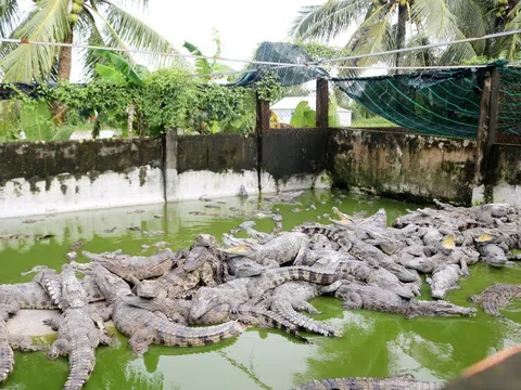 Xuất khẩu cá sấu nuôi sang Trung Quốc: Cơ hội phát triển ngành nuôi cá sấu ở Việt Nam