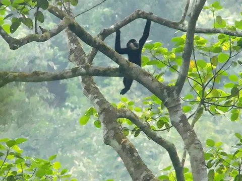 Lộ diện hàng loạt động vật quý hiếm tại Khu bảo tồn thiên nhiên Pù Hoạt (Nghệ An)