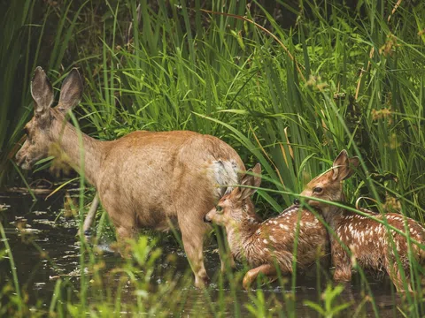 73% quần thể động vật hoang dã biến mất trong vòng 50 năm