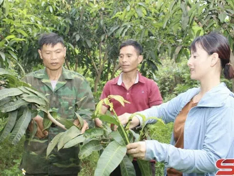 Sơn La: Liên kết sản xuất, tăng giá trị, đem lại thu nhập cao cho nông dân